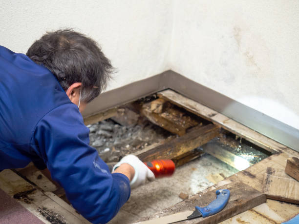 Mold Removal and Inspection in Erma, NJ