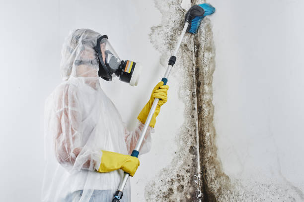 Best Toxic Mold Removal  in Erma, NJ