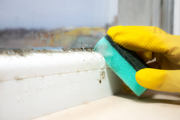 Professional Mold Removal in Erma, NJ
